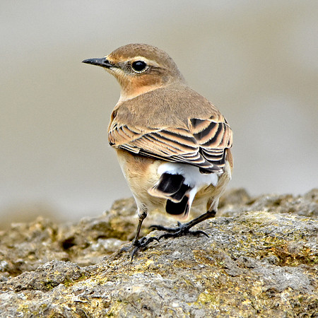 Wheatear