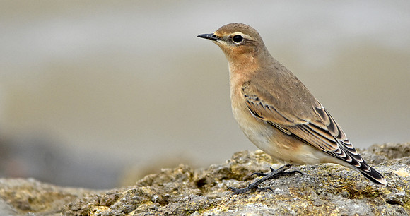 Wheatear