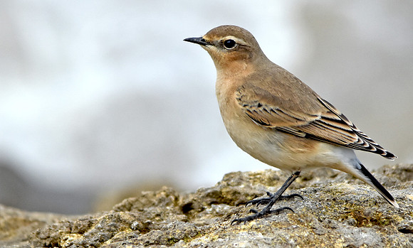 Wheatear