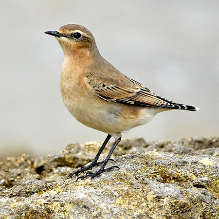 Wheatear