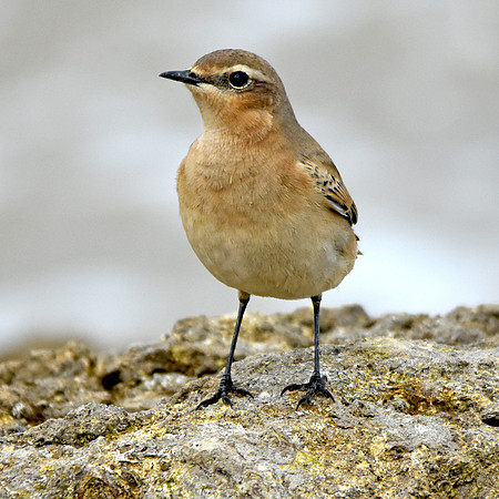 Wheatear
