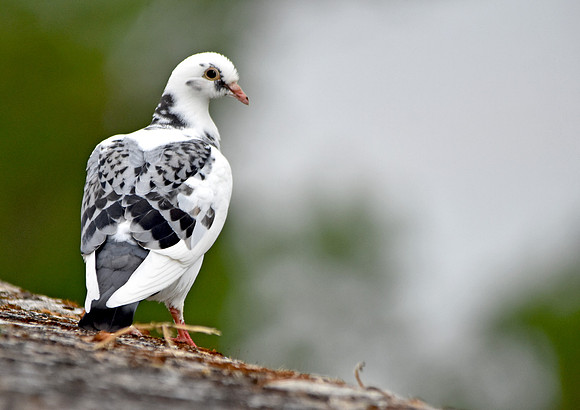 Oriental roller pigeon