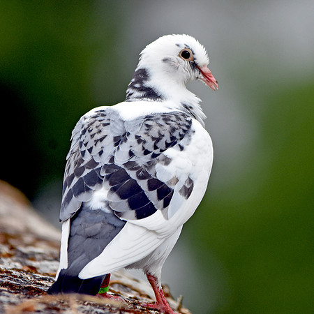 Oriental roller pigeon