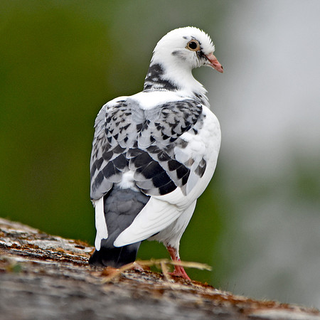 Oriental roller pigeon