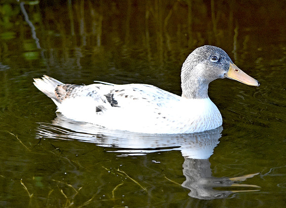 Call duck