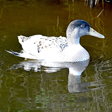 Call duck