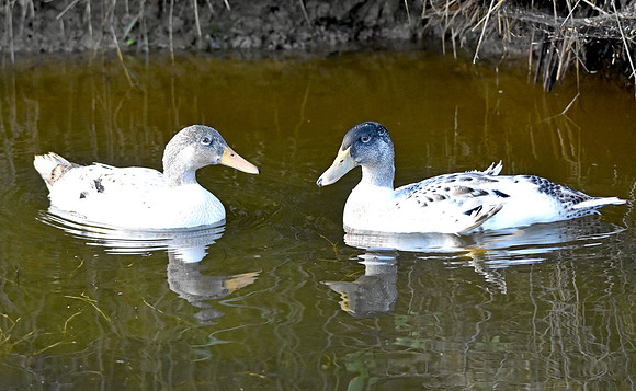 Call duck