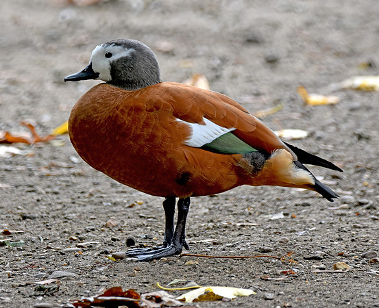 Cape shelduck, female