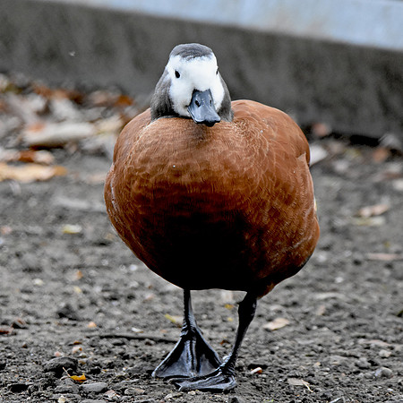 Cape shelduck, female