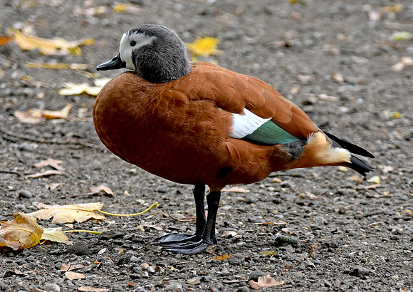 Cape shelduck, female