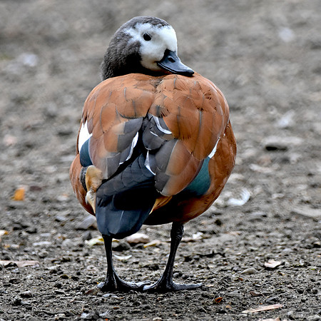 Cape shelduck, female