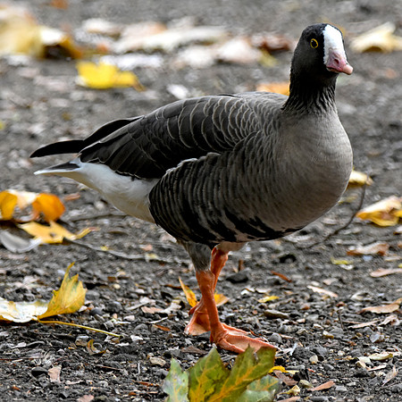 Lesser white fronted goose