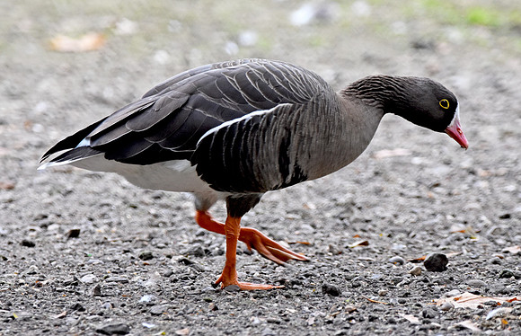 Lesser white fronted goose