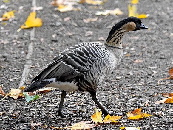 Hawaiian Nene Goose