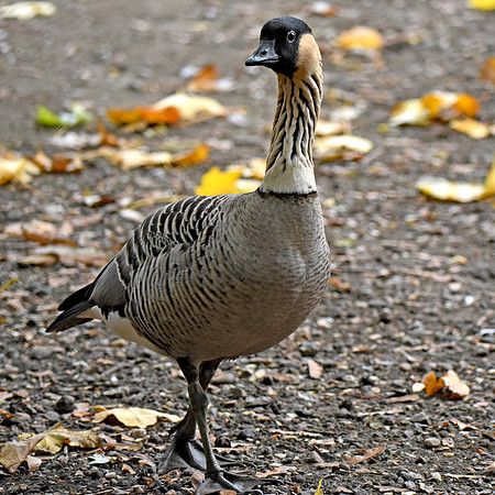 Hawaiian Nene Goose