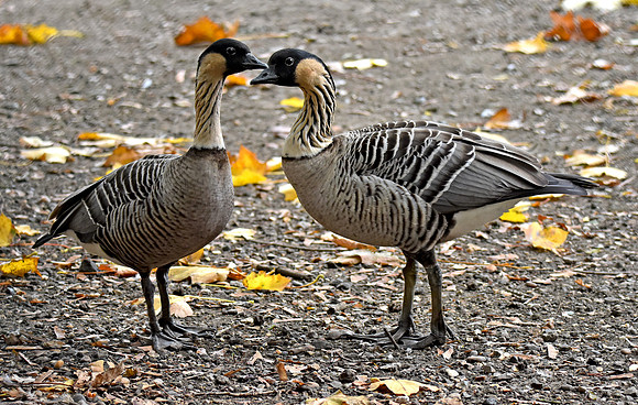 Hawaiian Nene Goose