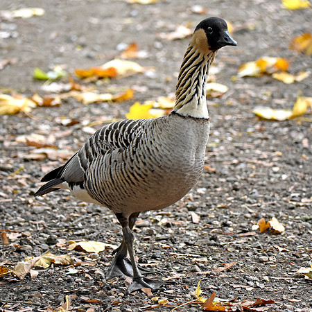 Hawaiian Nene Goose