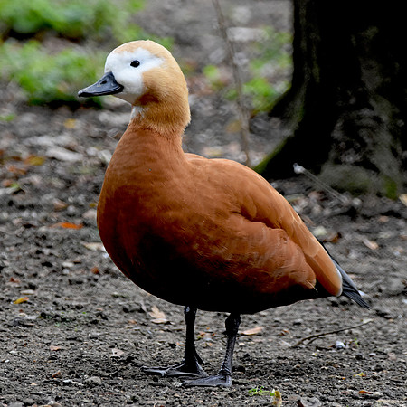 Ruddy shelduck, female