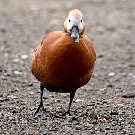 Ruddy shelduck, female