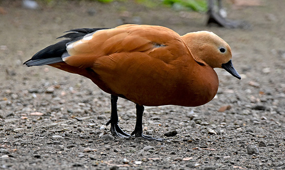 Ruddy shelduck, male