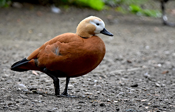 Ruddy shelduck, female
