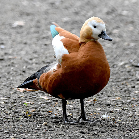 Ruddy shelduck, female
