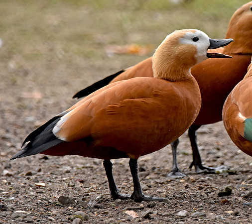 Ruddy shelduck, female