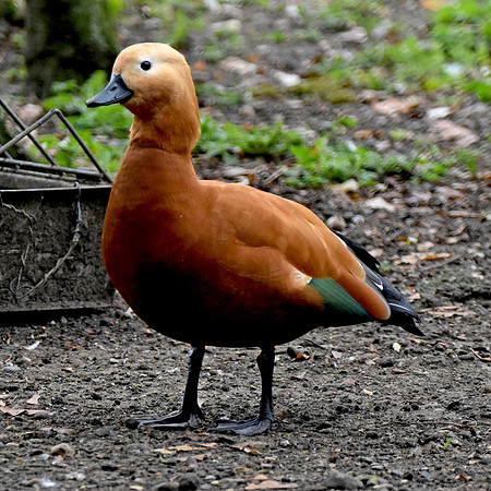 Ruddy shelduck, male