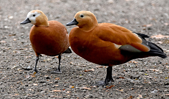 Ruddy shelducks