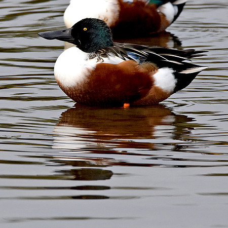 Northern shoveler