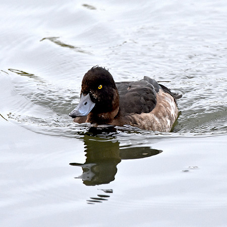 Tufted duck