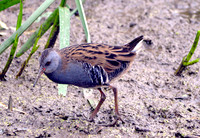 Water rail