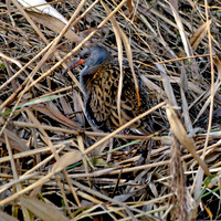 Water rail