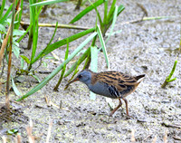 Water rail