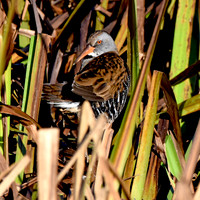 Water rail