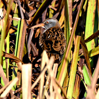 Water rail