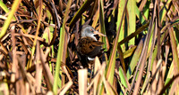Water rail