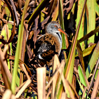 Water rail