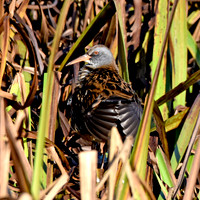 Water rail