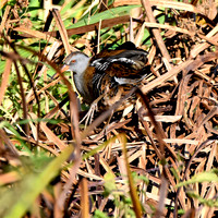 Water rail