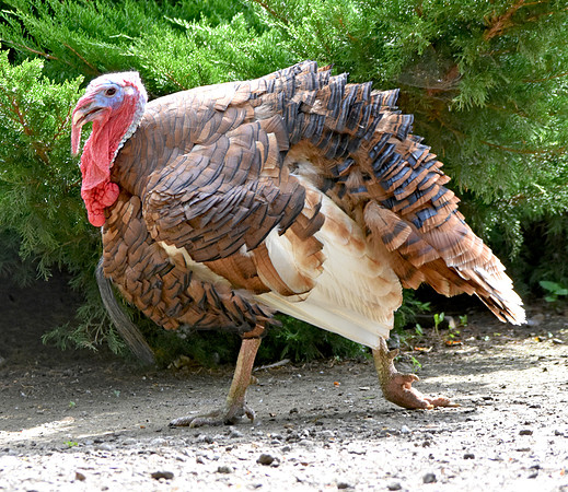 Bourbon red turkey