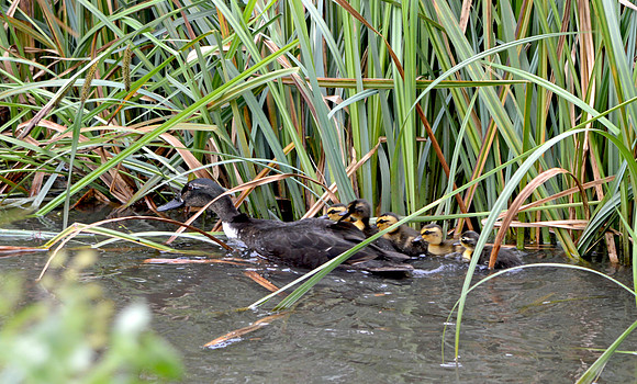 Swedish duck with ducklings