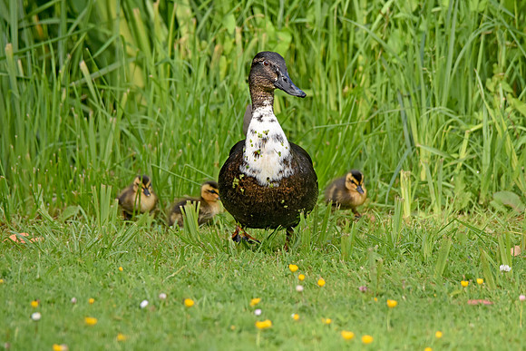Swedish duck with ducklings