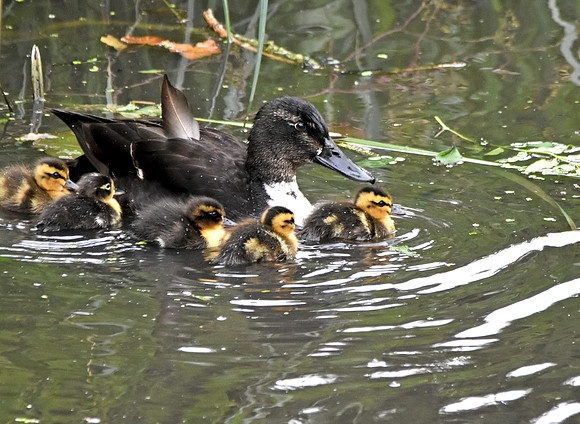 Swedish duck with ducklings