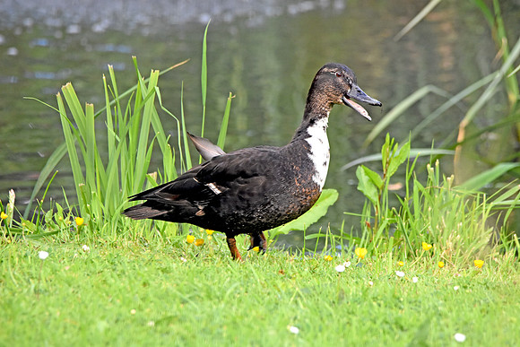 Swedish duck