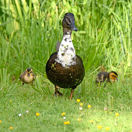 Swedish duck with ducklings