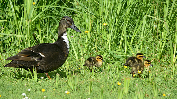 Swedish duck with ducklings