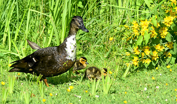 Swedish duck with ducklings