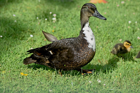 Swedish duck with ducklings