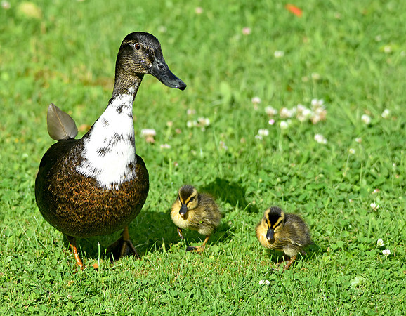 Swedish duck with ducklings